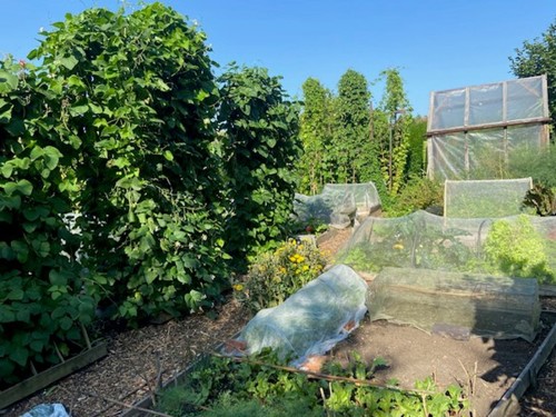 A picture of the Best Edible Garden category winning garden